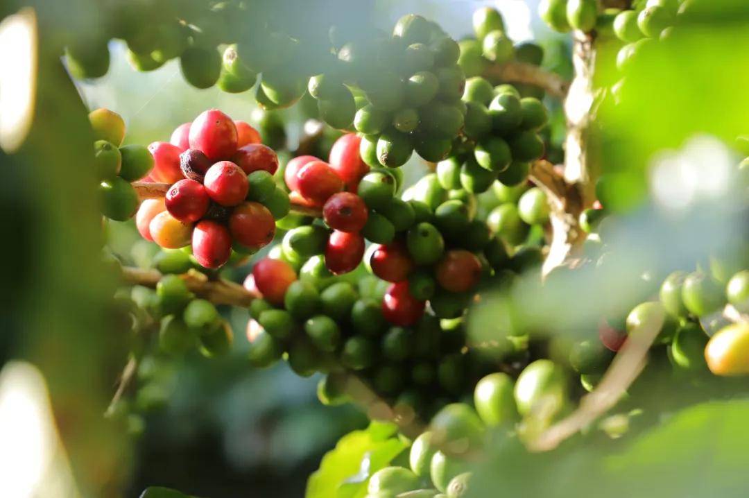 咖啡”:从日常饮品到文化新符号麻将胡了试玩拼多多上的 “中国(图6) 咖啡”:从日常饮品到文化新符号麻将胡了试玩拼多多上的 “中国(图6)